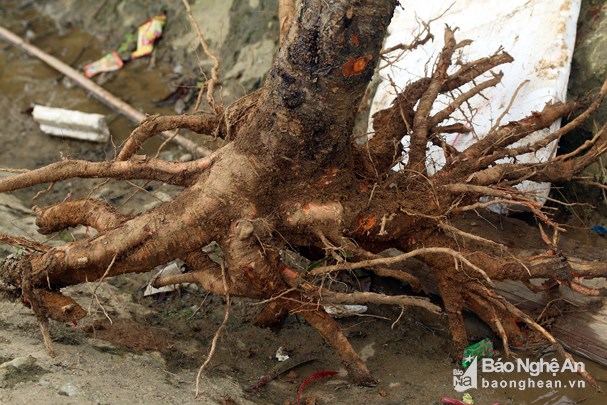 Đốn hạ đào đá khủng để bán Tết ở Nghệ An